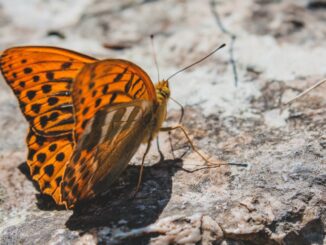 découvrez l'art de la broderie abstraite, alliant créativité et modernité pour sublimer vos créations textiles.