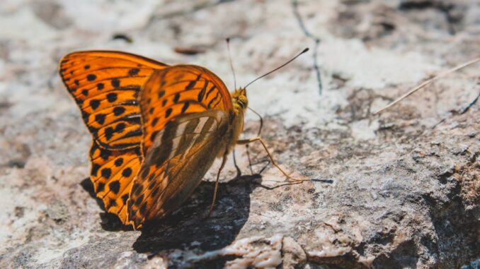 découvrez l'art de la broderie abstraite, alliant créativité et modernité pour sublimer vos créations textiles.