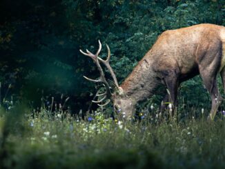 découvrez des motifs de broderie gratuits à télécharger pour tous vos projets créatifs. facile, rapide et accessible à tous les niveaux.