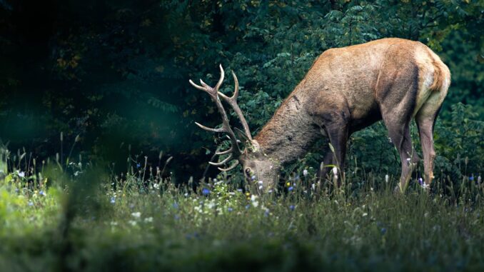 découvrez des motifs de broderie gratuits à télécharger pour tous vos projets créatifs. facile, rapide et accessible à tous les niveaux.